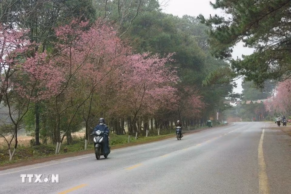 Dự kiến, hoa sẽ tiếp tục nở rộ trong thời gian từ nay đến giáp Tết Nguyên đán Ất Tỵ để du khách có thể tham quan, thưởng lãm. (Ảnh: Dư Toán/TTXVN)