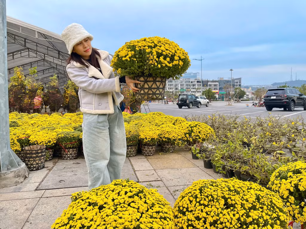 Hoa cúc mâm xôi được nhiều gia đình yêu thích vì tông màu vàng tươi sáng, dễ chăm, bền lâu.