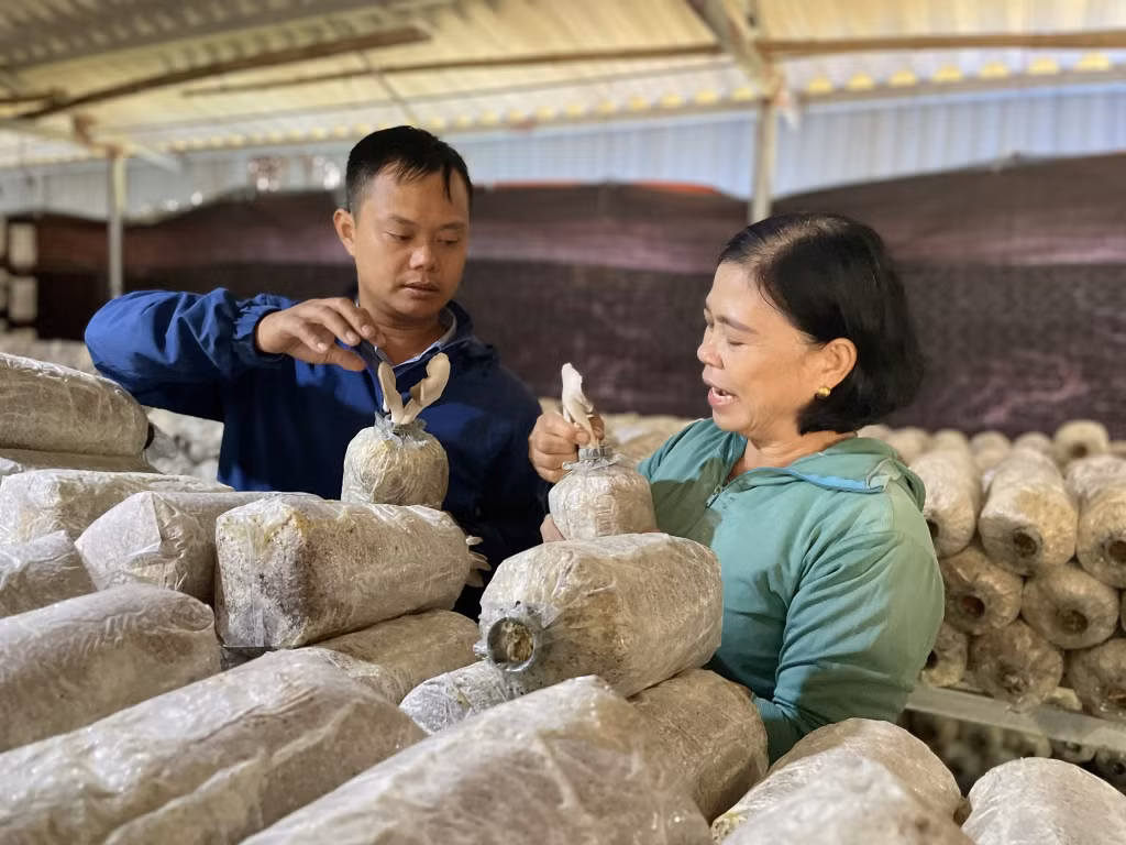 Lãnh đạo HND huyện Đầm Hà trao đổi với nông dân xã Dực Yên về kỹ thuật trồng nấm.