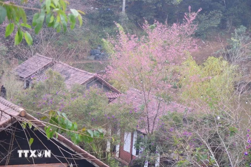 Mai anh đào nở rộ tại hồ Đam Bri. (Ảnh: Dư Toán/TTXVN)