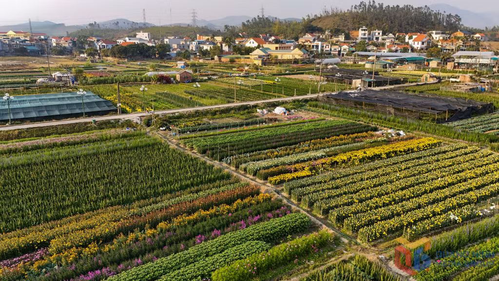 Đồng Chè là làng hoa nổi tiếng của TP Hạ Long.