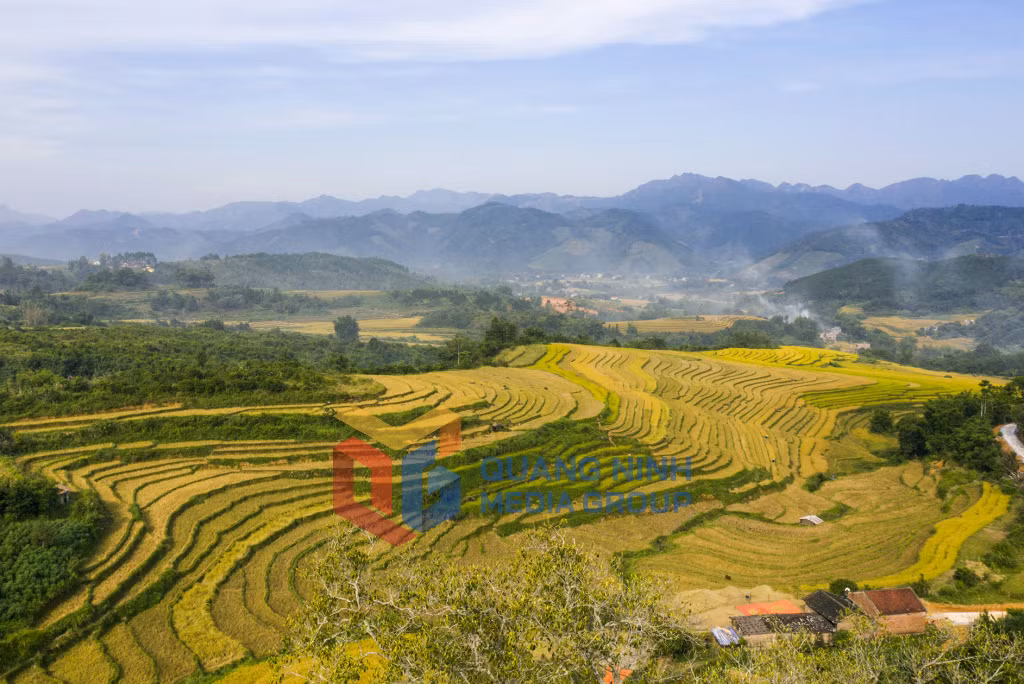 Những ruộng lúa uốn lượn, nhấp nhô như những triền sóng (12-2024). Ảnh: Đỗ Giang