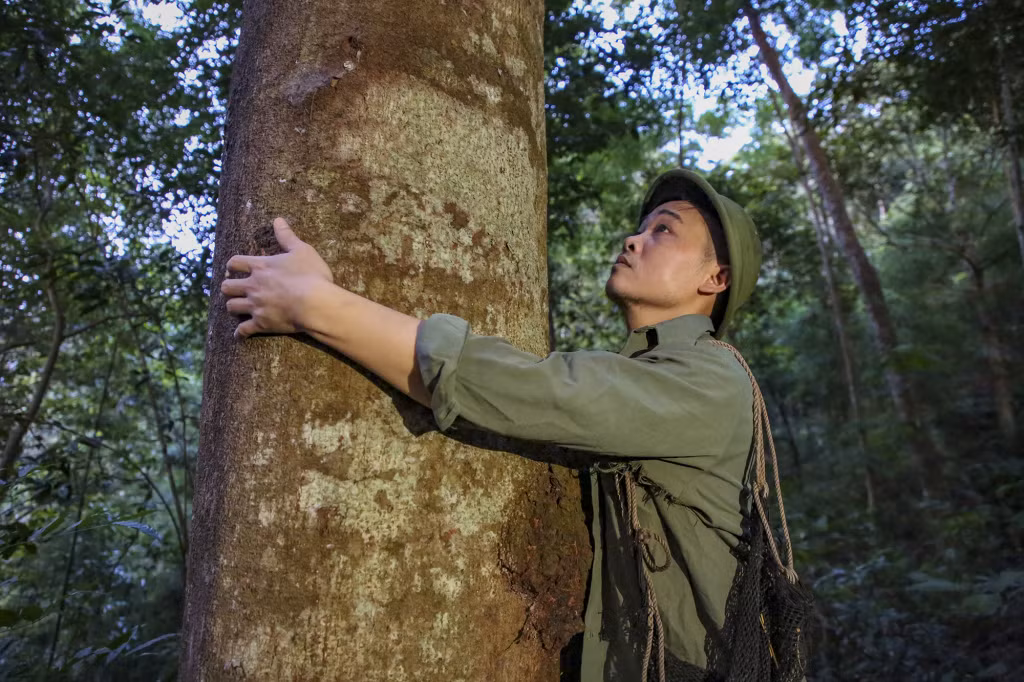 Những tán lim cổ thụ trong khu rừng của "Già Cao".