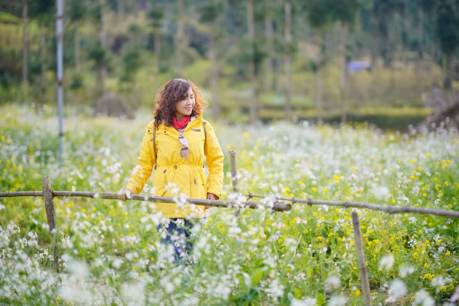 Hoa cải nở vàng tại Hà Giang dịp Tết năm 2024. Ảnh: Muguet De Mai.