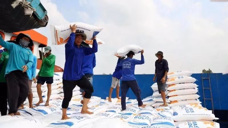 Đóng góp vào sự tăng trưởng ấn tượng của kim ngạch xuất khẩu của Việt Nam vào thị trường Philippines trong 11 tháng đầu năm 2024, phải kể đến mặt hàng gạo với mức tăng 57,2% so với cùng kỳ năm 2023. (Ảnh minh họa: TTXVN)