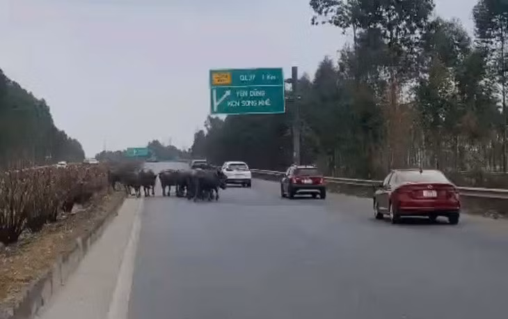 Hình ảnh đàn trâu đi vào đường cao tốc Hà Nội - Bắc Giang - Ảnh: Công an tỉnh Bắc Giang