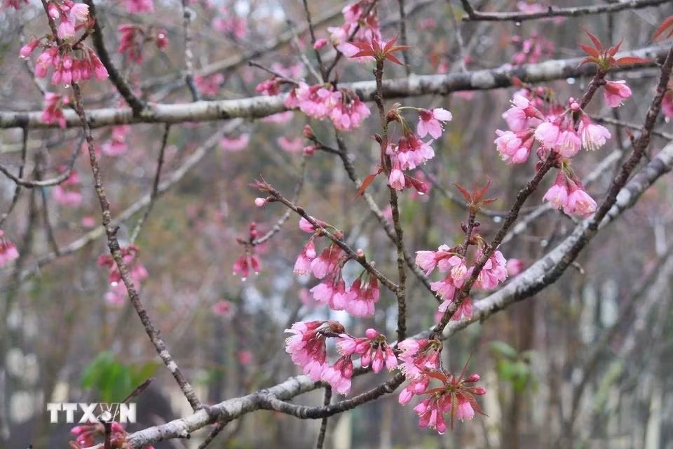 Hoa mai anh đào còn đọng sương sớm tạo thêm vẻ đẹp riêng cho Măng Đen. (Ảnh: Dư Toán/TTXVN)