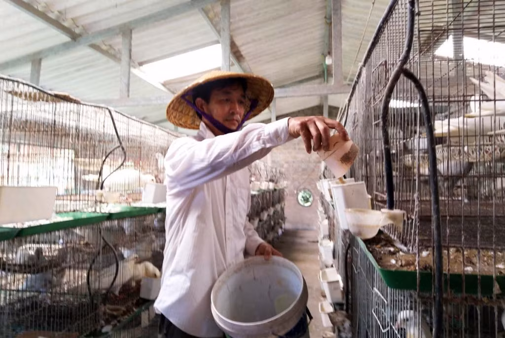 Trang trại nuôi chim bồ câu thương phẩm của nông dân Đặng Văn Tiến, xã Dực Yên, huyện Đầm Hà là hướng đi mới góp phần đa dạng hóa sản phẩm nông nghiệp trên địa bàn.