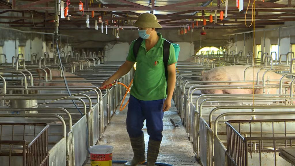 Các trang trại, gia trại chăn nuôi lợn ở Đông Triều chủ động thực hiện các biện pháp phòng dịch.
