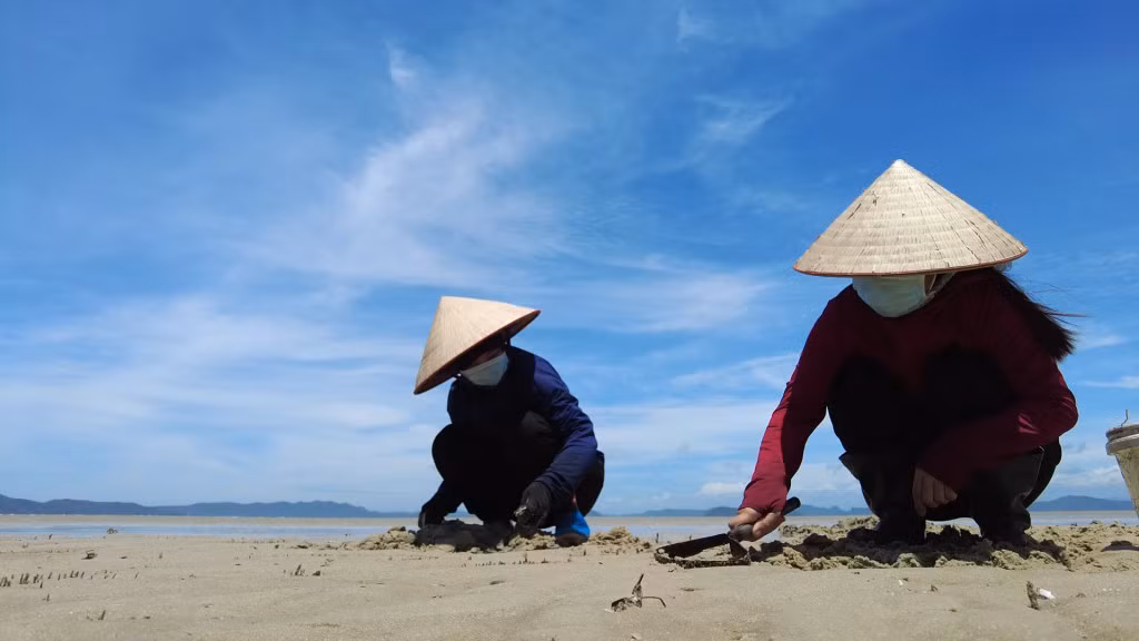 Ngư dân cào ngao tại bãi biển Quan Lạn.