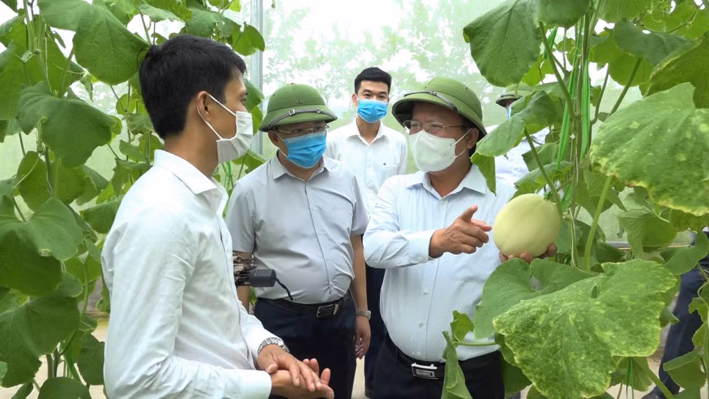 Đồng chí Cao Tường Huy, Phó Chủ tịch Thường trực UBND tỉnh thăm mô hình sản xuất nông nghiệp sạch, ứng dụng công nghệ của Công ty CP Thương mại và Xây dựng Đầm Hà, tại xã Quảng Tân (huyện Đầm Hà). Ảnh: Quốc Nghị-CTV