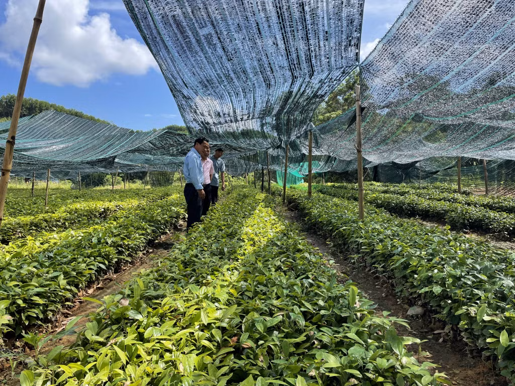 Vườn ươm cây giống của hộ anh Triệu Quay Phúc (thôn Tàu Tiên, xã Đồn Đạc, huyện Ba Chẽ).