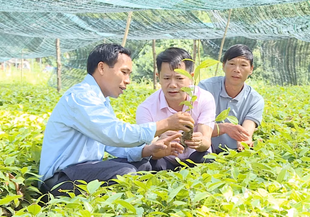 Ông Triệu Quang Phúc (ngoài cùng, bên trái) ở thôn Tàu Tiên, xã Đồn Đạc (huyện Ba Chẽ) nhiều năm liền là hộ nông dân sản xuất kinh doanh giỏi cấp huyện và tỉnh.