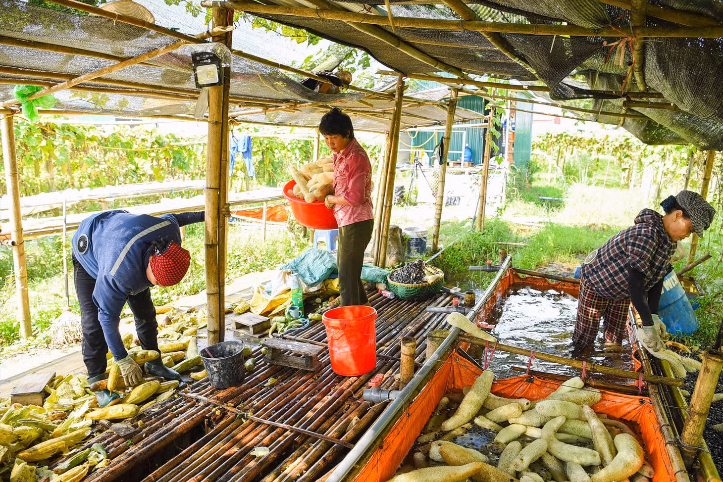 Muốn tạo ra những sản phẩm có mẫu mã đẹp, phải chọn loại mướp già, khô, sau đó loại bỏ lớp vỏ, tách hạt và chỉ giữ lại xơ mướp rồi đem phơi khô.