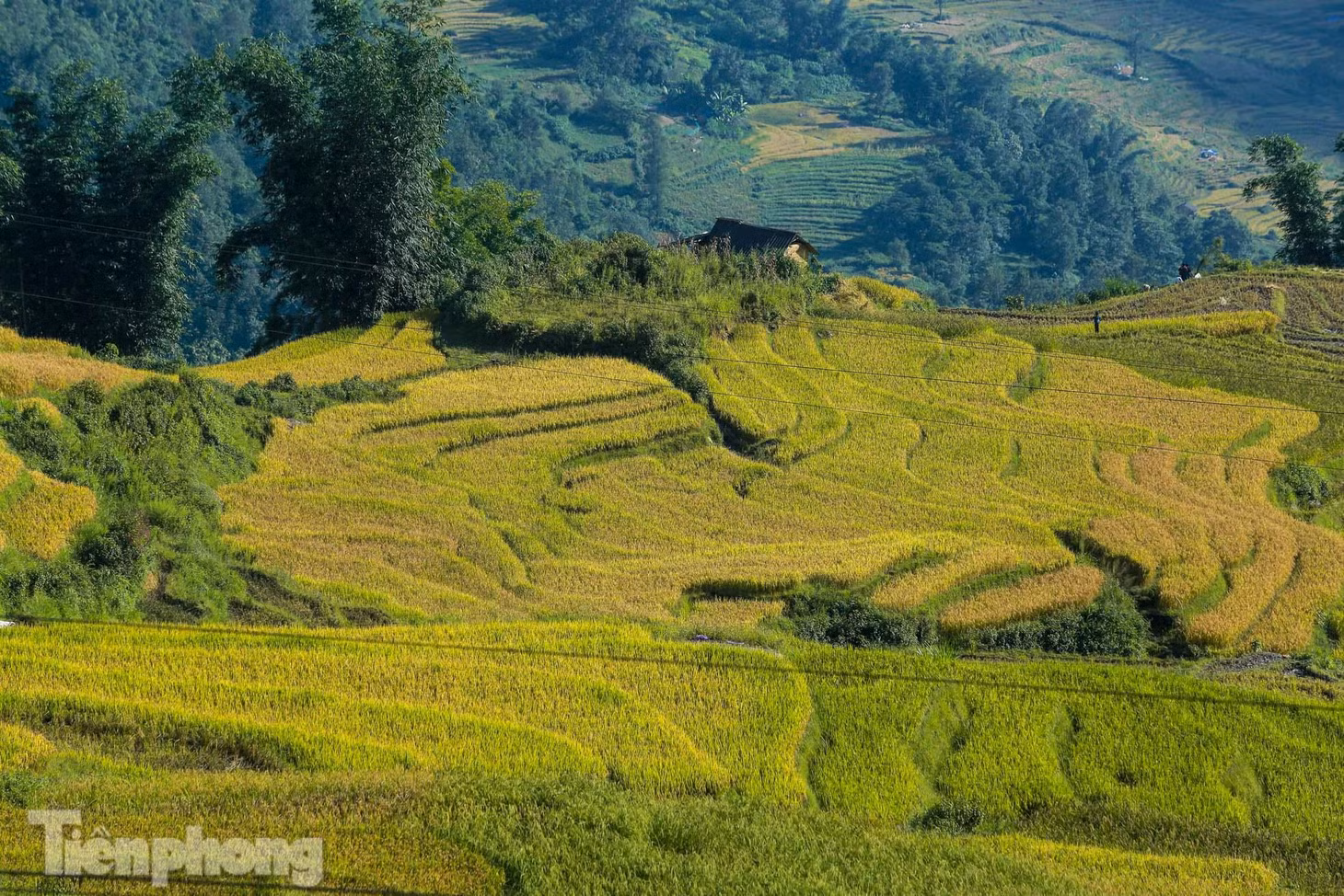Ở nơi đây, vào tháng 9, lúa vàng trĩu bông khắp các ruộng bậc thang, tạo nên khung cảnh thơ mộng cho mảnh đất núi rừng vùng Tây Bắc.