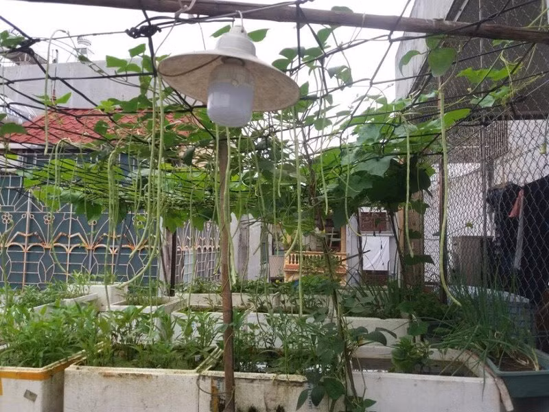 Nhiều hộ gia đình tại Hà Nội đã buộc phải tìm các nguồn cung rau sạch tạm thời.