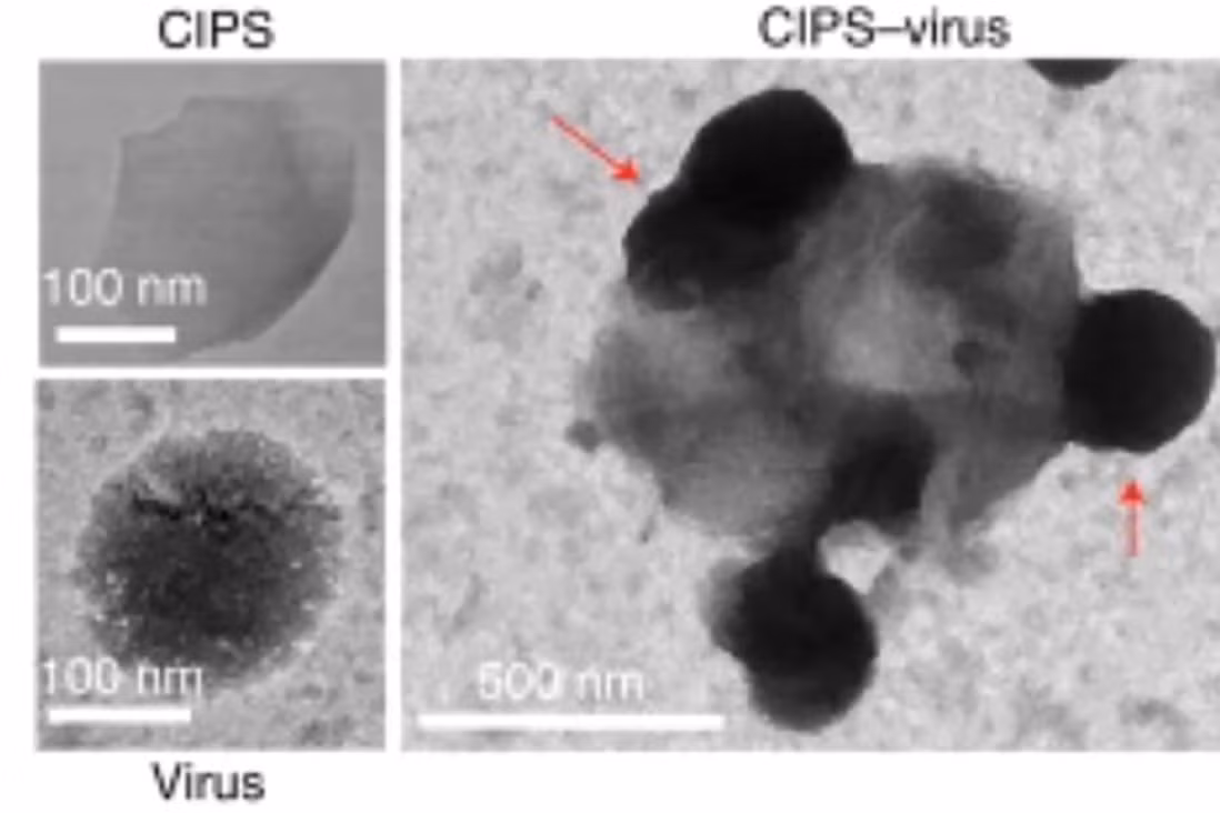 Hình ảnh mô tả sự tương tác giữa virus SARS-CoV-2 và CIPS. Các mũi tên màu đỏ chỉ ra các phần tử virus bám vào CIPS. Các nhà nghiên cứu Trung Quốc cho biết vật liệu nano CIPS đóng vai trò như "bẫy virus". Ảnh: Nature Nanotechnology