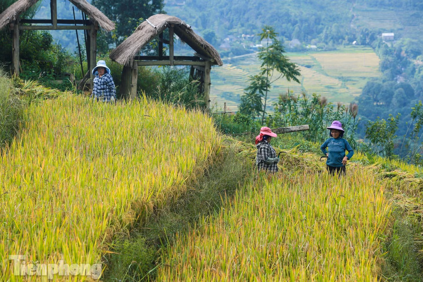 Với những ai luôn tất bật với bộn bề cuộc sống thì những ngày trải nghiệm ở Y Tý vào mùa thu là những ngày "sống trên mây", nhẹ nhàng, chậm rãi với mùa lúa chín vàng.