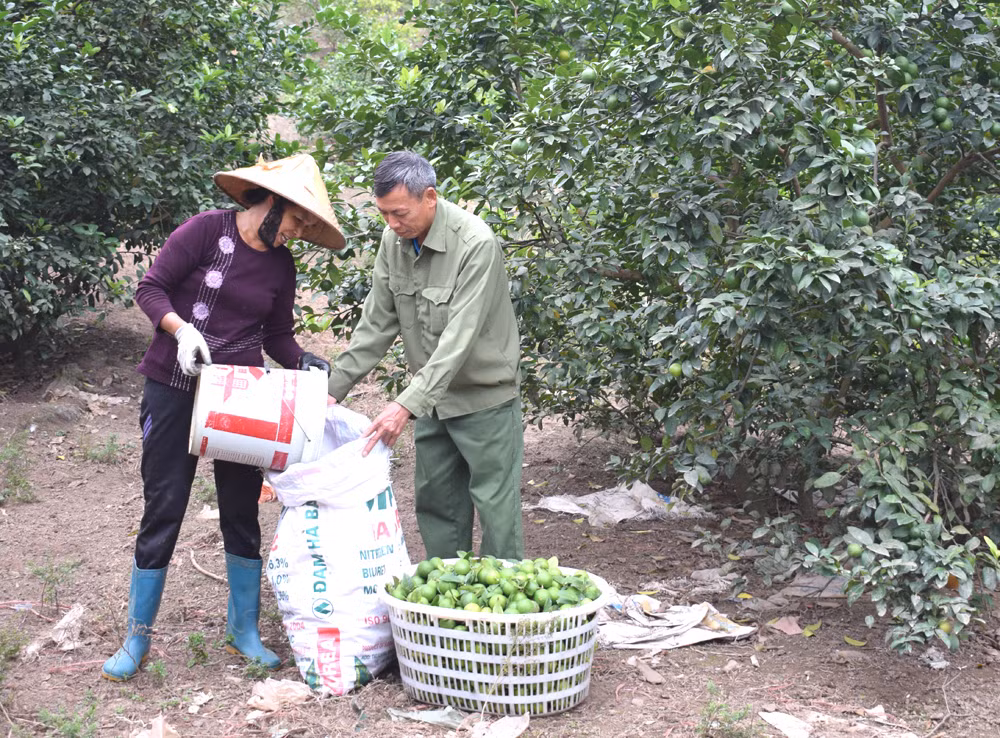 Vườn chanh tứ mùa của gia đình ông Chính luôn cho năng suất cao