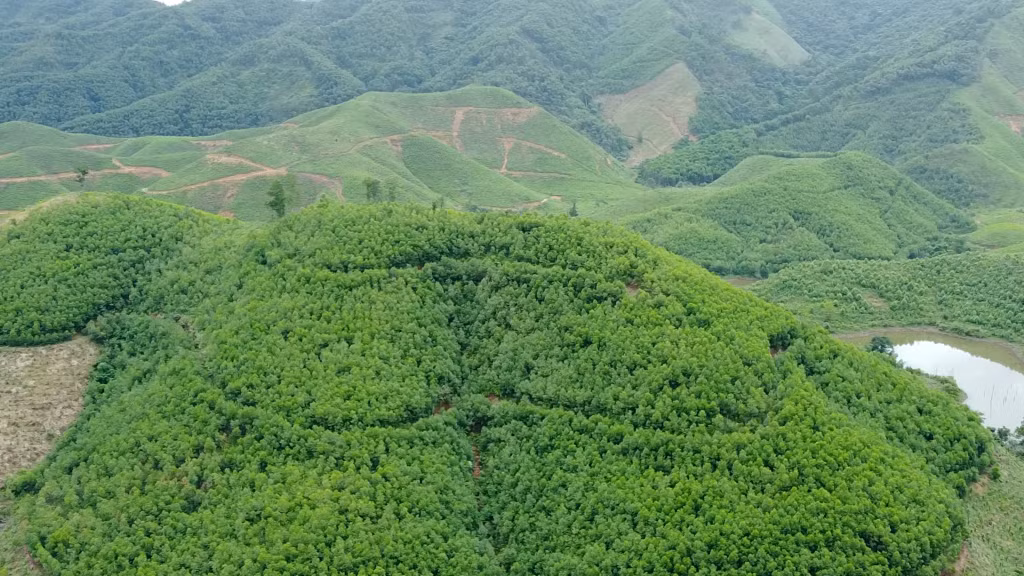 Năm 2025 huyện đặt chỉ tiêu trồng mới 5.000ha rừng để khôi phục diện tích rừng bị thiệt hại do bão số 3 gây ra, trong đó có trên 100ha rừng gỗ lớn.