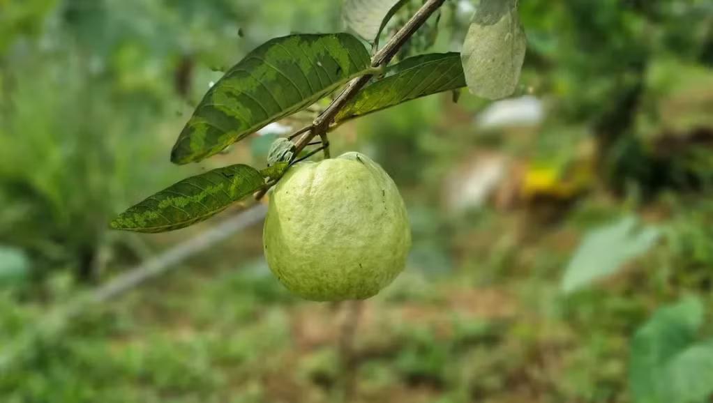 Bảo vệ sức khỏe trước thời tiết mưa phùn, nồm ẩm - Ảnh 1.