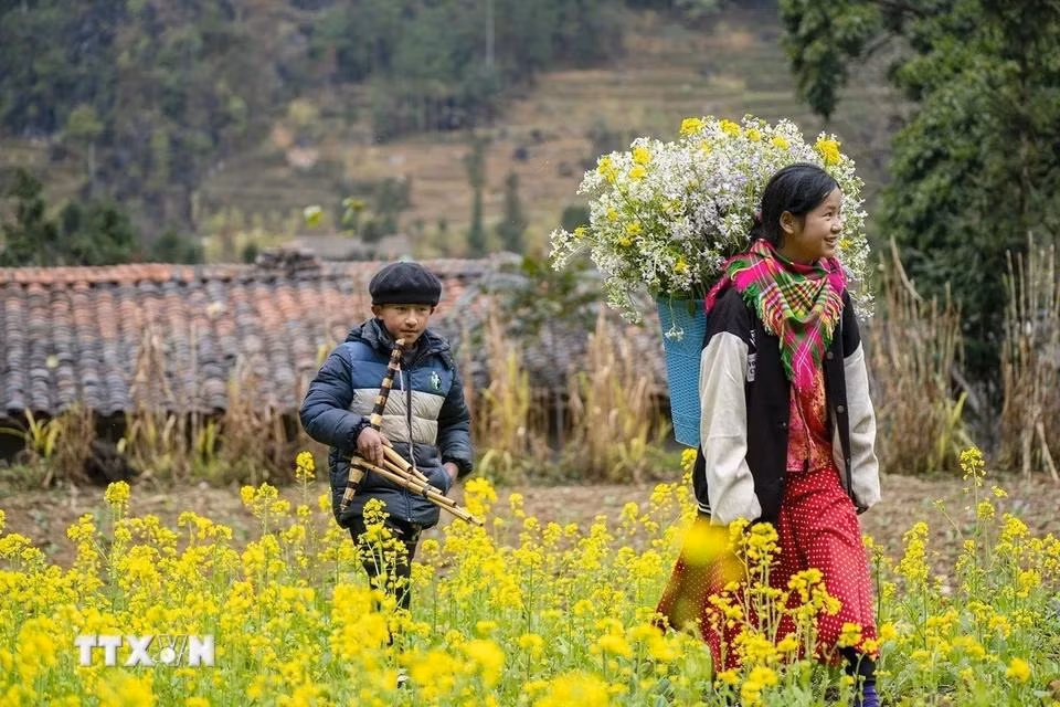 Sắc hoa cải rực rỡ ở xã Sủng Là, huyện Đồng Văn, Hà Giang. (Ảnh: Khánh Hòa/TTXVN)