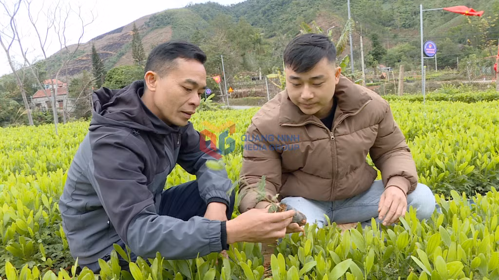Chủ tịch HND xã Phong Dụ (huyện Tiên Yên) (bên trái) kiểm tra cây giống để phối hợp cùng hội viên trồng lại diện tích đất lâm nghiệp bị thiệt hại do bão số 3/2024. Ảnh: Ngọc Trâm