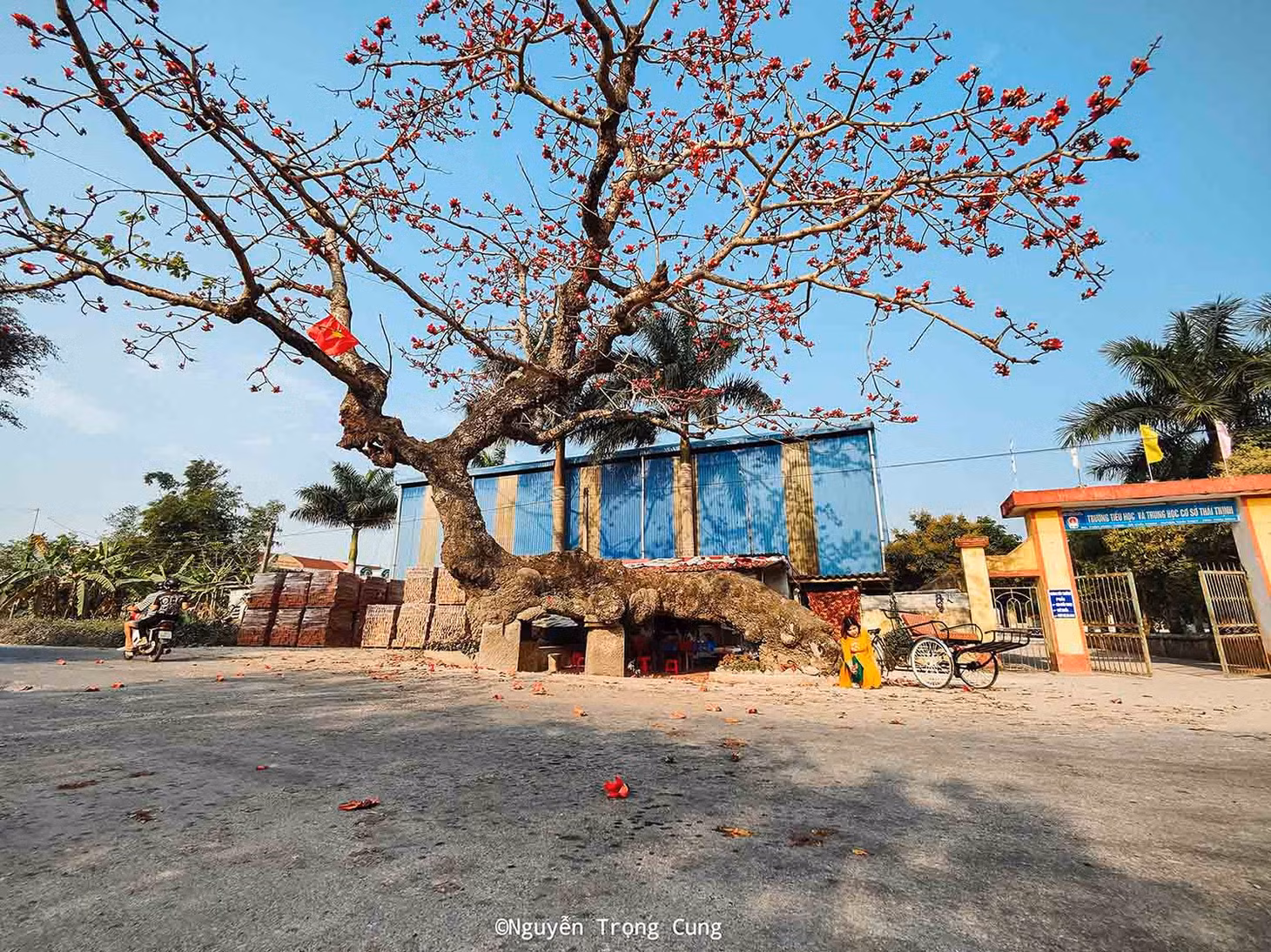 Cây hoa gạo cổ với tuổi đời hàng trăm năm ở huyện Thái Thụy có hình dáng giống một con rồng đang vươn mình. Ảnh: Nguyễn Trọng Cung