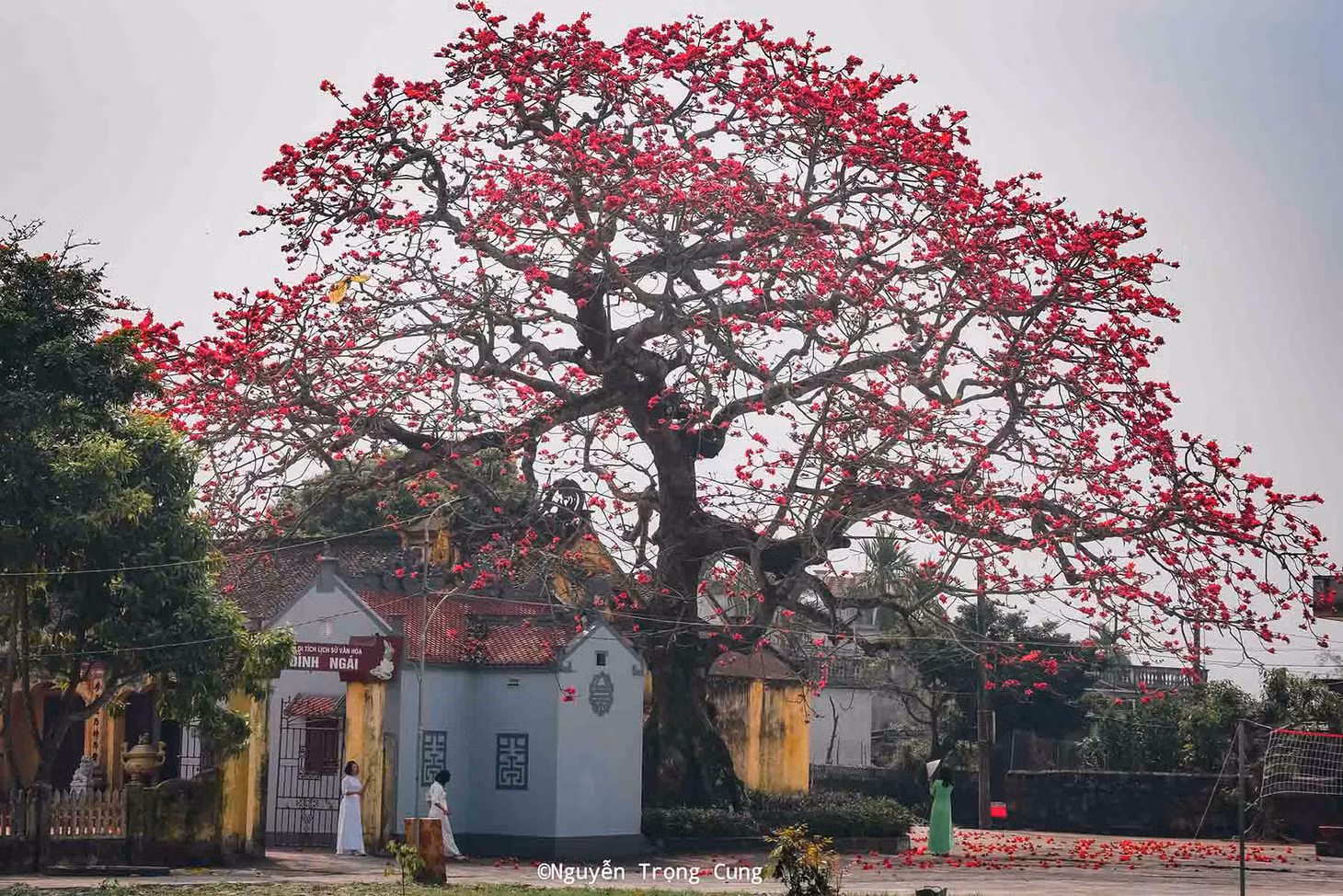 Hoa gạo khoe sắc tại đình Ngái, xã Quang Bình, huyện Kiến Xương. Ảnh: Nguyễn Trọng Cung