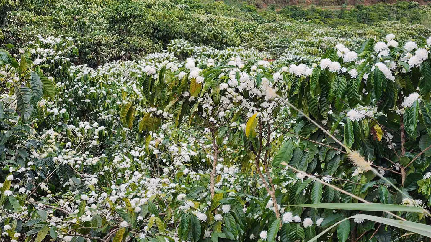 Tại xã Tân Thanh (huyện Lâm Hà), hoa cà phê khoe sắc trắng muốt. Ảnh: T.T
