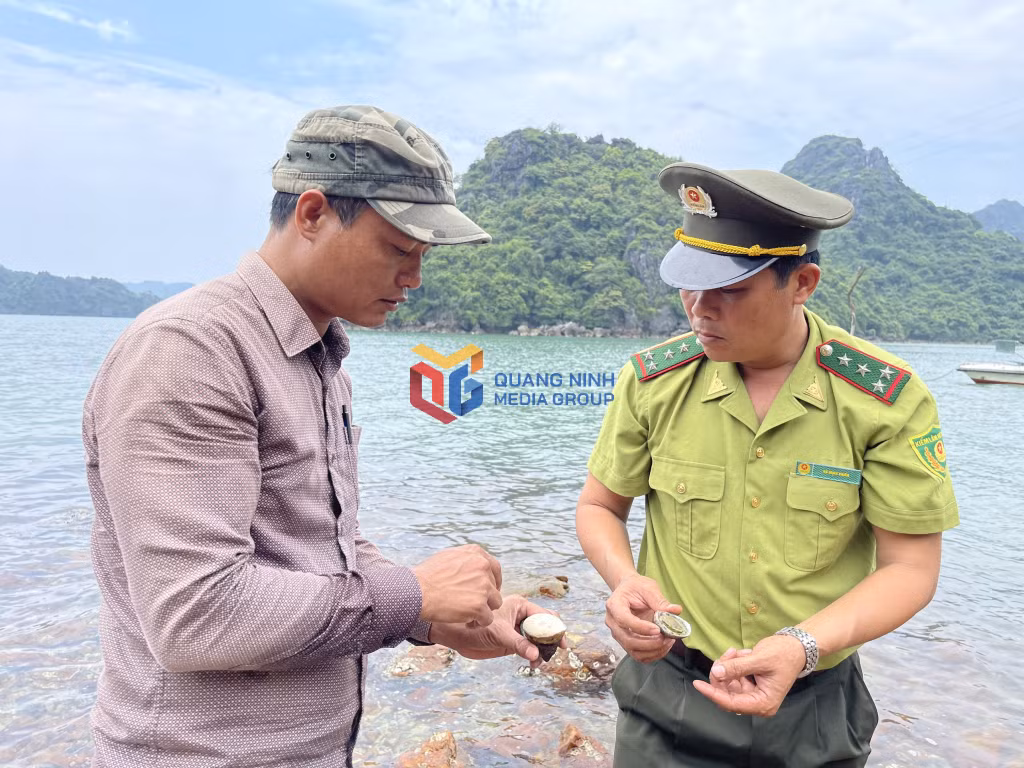 Cán bộ Ban Quản lý Vườn quốc gia Bái Tử Long giám sát sự phát triển của loài ốc đụn đực và bào ngư thực hiện tại mô hình bảo tồn, nghiên cứu khoa học các nguồn gen thủy sản quý hiếm, giá trị kinh tế cao. Ảnh: Nguyễn Thơm