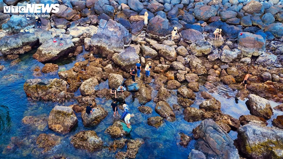 Người dân địa phương và du khách tranh thủ thủy triều rút để kịp ngắm và chụp những chồi non san hô nhiều màu sắc với quan niệm mang lại nhiều may mắn và sức sống mãnh liệt trong năm mới.