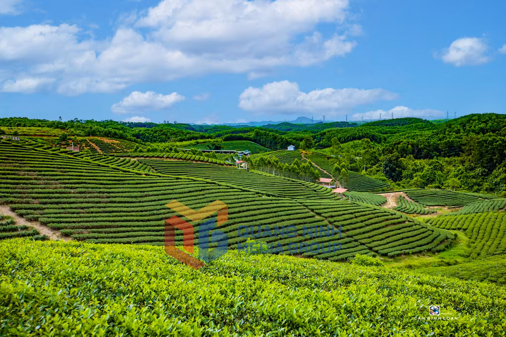 Đồi chè Đường Hoa, Hải Hà. Ảnh: Cấn Đình Loan