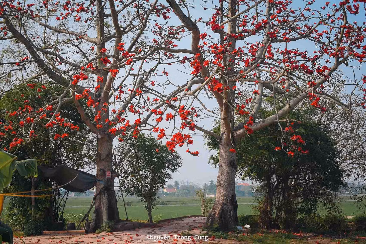 Hai cây gạo ở xã Hòa Bình, huyện Kiến Xương. Ảnh: Nguyễn Trọng Cung
