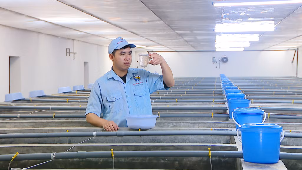 Đội ngũ kỹ thuật, công nhân của Công ty TNHH Việt Úc Quảng Ninh làm việc xuyên tết để có những mẻ giống tôm phục vụ ngay từ đầu năm mới.