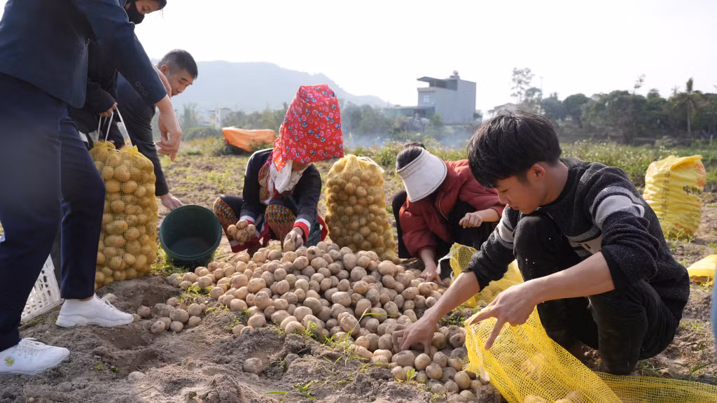 Nông dân xã Yên Than phấn khởi thu hoạch khoai tây.