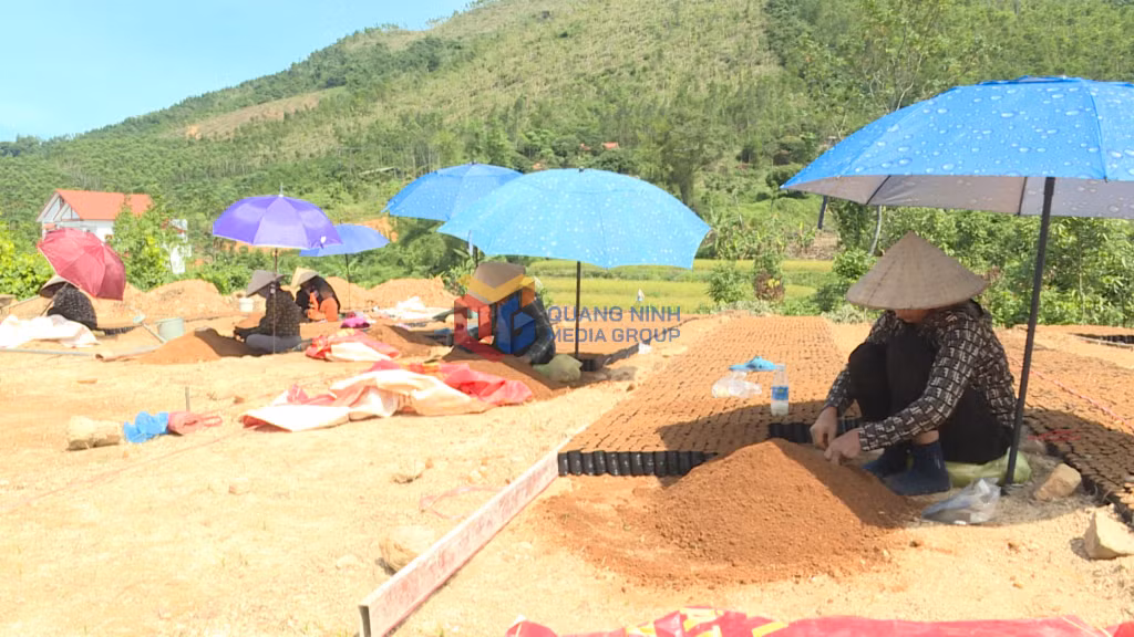 Cùng với việc khắc phục thiệt hại rừng sau bão số 3/2024, người dân huyện Tiên Yên chủ động ươm cây giống để chuẩn bị trồng rừng vụ mới. Ảnh: Mai Hương