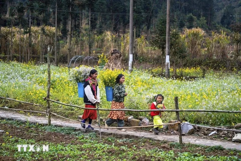 Sắc hoa cải rực rỡ ở xã Sủng Là, huyện Đồng Văn, Hà Giang. (Ảnh: Khánh Hòa/TTXVN)