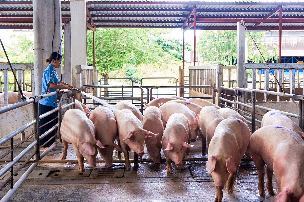 Nguồn cung lợn hơi đổ về các chợ đầu mối giảm mạnh, đẩy giá thịt lợn lên cao. Ảnh: Vissan