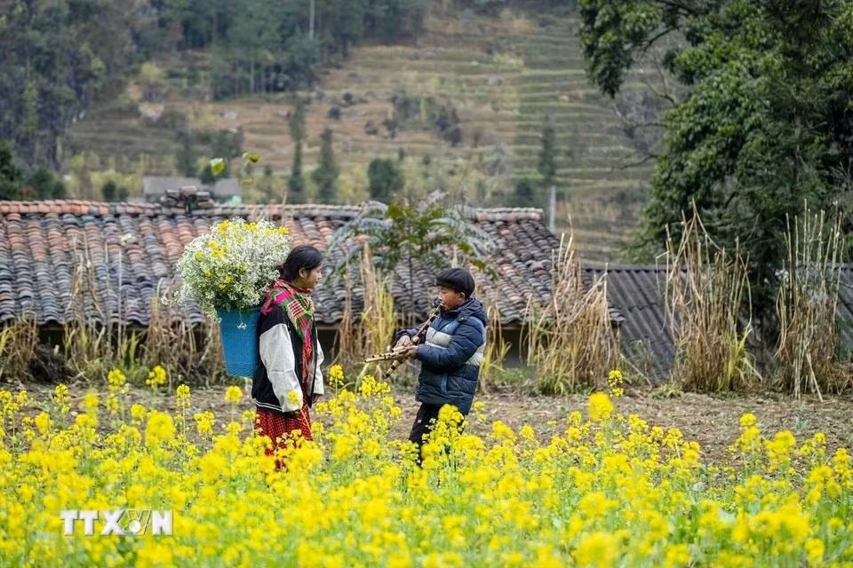 Sắc hoa cải rực rỡ ở xã Sủng Là, huyện Đồng Văn, Hà Giang. (Ảnh: Khánh Hòa/TTXVN)
