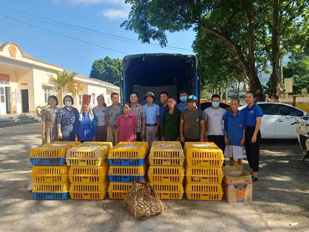Hội LHPN huyện Đầm kết nối với HTX Tuyền Hiền (xã Quảng Tân) hỗ trợ 600 con giống gà bản Đầm Hà cho hội viên phụ nữ nghèo.
