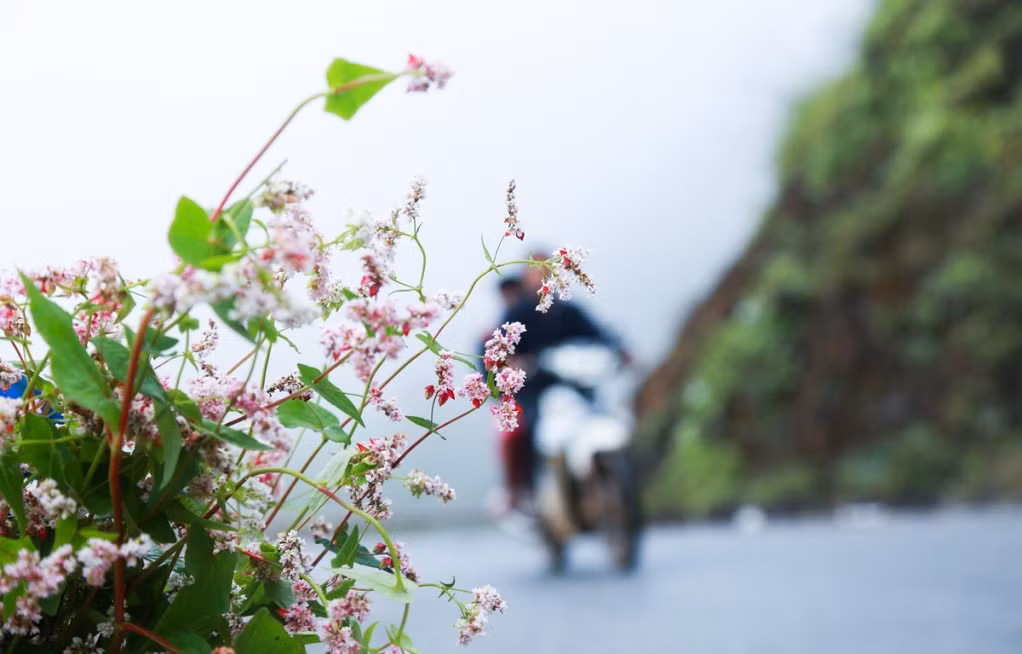 Hoa mọc trên đồi, trên đường đi, ở chân núi, trên đèo và mang cả sức sống mãnh liệt lên cả những vách đá. Những ngày này khắp các thung lũng ở Hà Giang được phủ lên sắc hồng rực rỡ của hoa tam giác mạch.