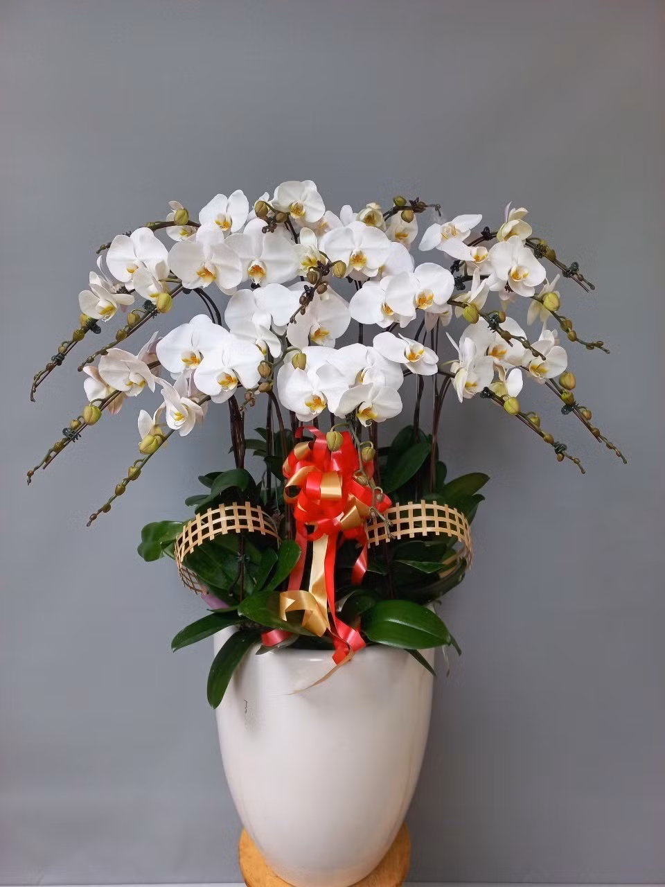 Hồ Điệp màu trắng