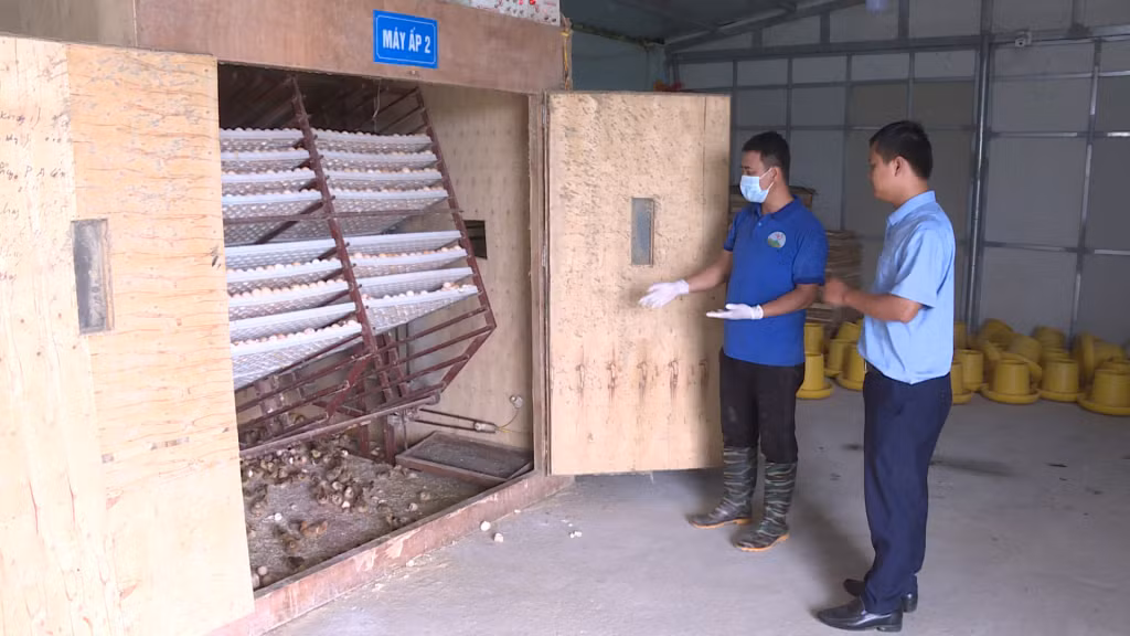 Máy móc công nghệ được anh Tuyền áp dụng để nâng cao chất lượng sản xuất giống gà bản Đầm Hà.
