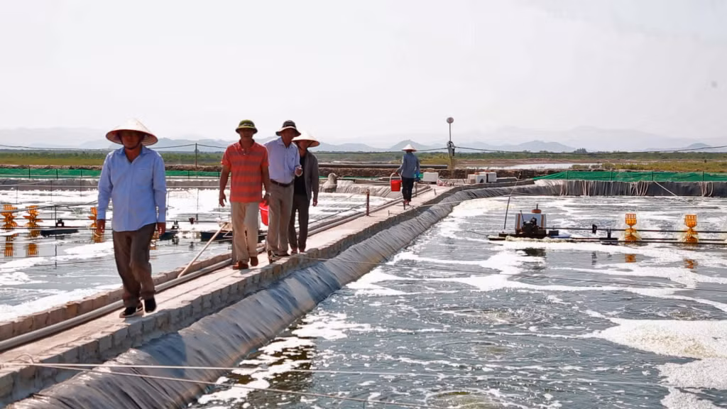 Người dân Đồng Rui , huyện Tiên Yên đã chuyển từ nuôi tôm quản cảnh sang nuôi tôm theo phương pháp công nghiệp để tăng suất, sản lượng tôm.