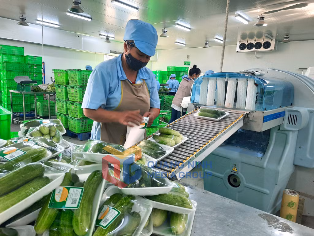 Đóng gói sản phẩm tại Khu nông nghiệp ứng dụng công nghệ cao VinEco (Tập đoàn Vingroup) tại xã Hồng Thái Tây (TX Đông Triều). Ảnh: Hoàng Nga