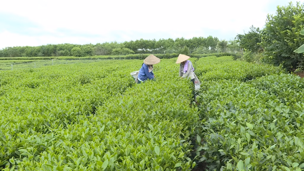 Người dân xã Quảng Long (huyện Hải Hà) thu hoạch chè.