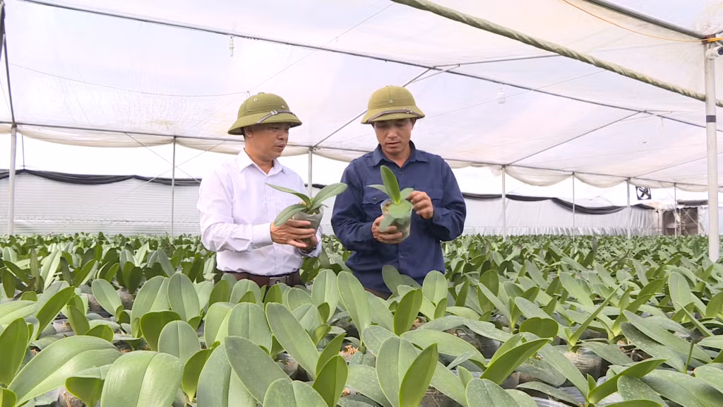 Mô hình trồng lan trong nhà kính của HTX Dịch vụ nông nghiệp Bình Khê (TX Đông Triều) cho hiệu quả kinh tế cao.