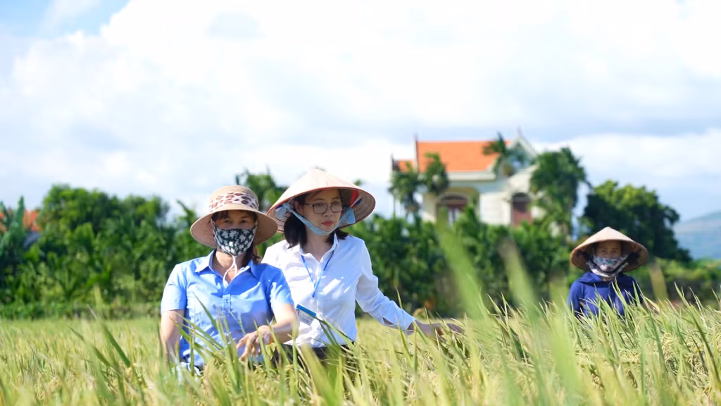 Bà Nguyễn Lan Anh, Bí thư Đảng ủy, Chủ tịch UBND phường Trưng Vương, TP Uông Bí (giữa) kiểm tra tình hình sản xuất lúa trên địa bàn.