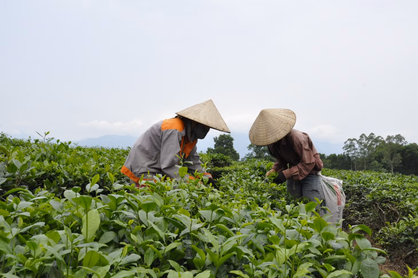Thu hoạch chè của người dân xã Quảng Long, huyện Hải Hà.